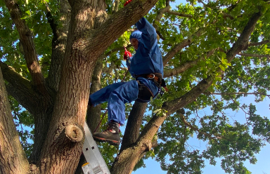 OPM Removal: Safe and Efficient Oak Processionary Moth Removal