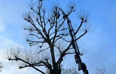 Tree Work at Height including being Licenced for Mobile Elevating Work Platforms (MEWP)