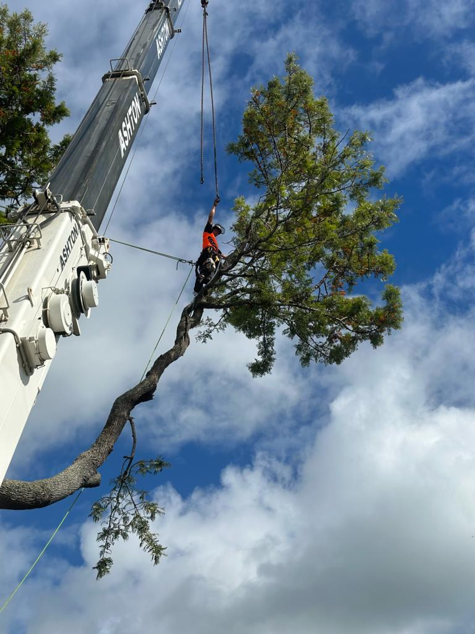 Tree Work at Height